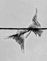 Low angle view of bird flying against clear sky