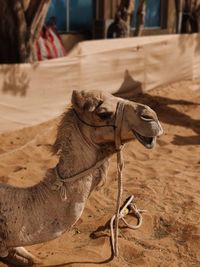 Safari on dubai desert