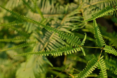 Close-up of fern leaves