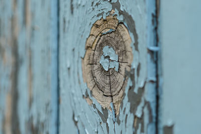 Close-up of rusty metal on tree trunk