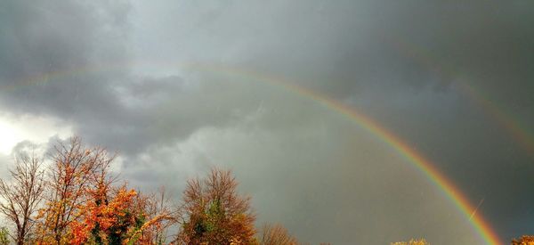 Low angle view of rainbow over trees