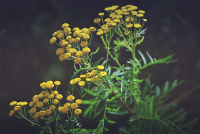 Close-up of yellow flowering plant