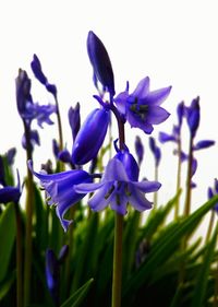 Close-up of purple flowers