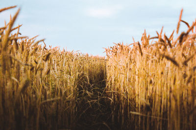 View of plants in field against sky