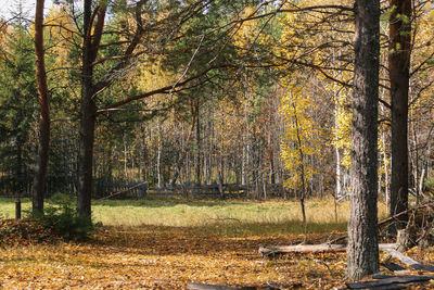 Trees growing in forest during autumn