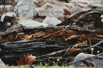 Close-up of tree trunk