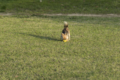 Small dog on field