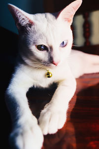 Close-up of cat looking at camera