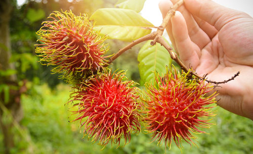 Close-up of hand holding red berries