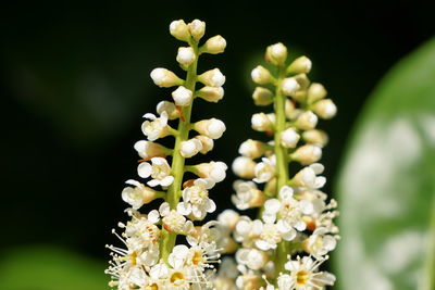 Detail shot of white flowers against blurred background