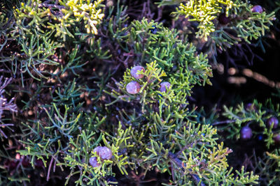 Close-up of purple flowering plants