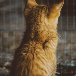 Close-up of a cat