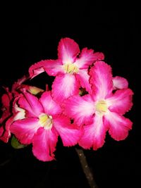 Close-up of pink flowers against black background