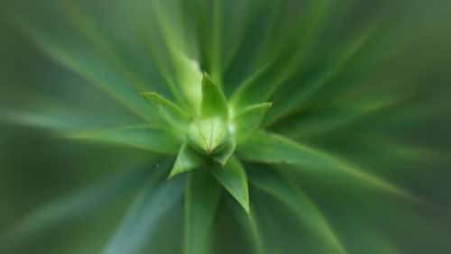 Close-up of plant