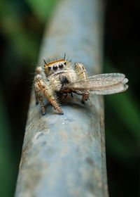 Close-up of spider on wood