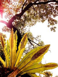 Low angle view of flower tree against sky