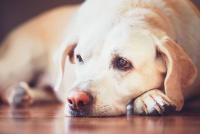 Close-up portrait of dog lying down