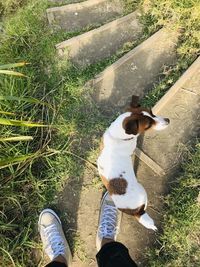 High angle view of dog on field