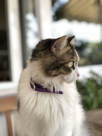 Close-up of a dog looking away