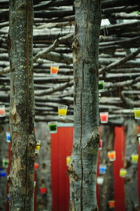 Close-up of metal fence against trees