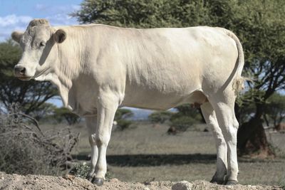 Cow standing in a field