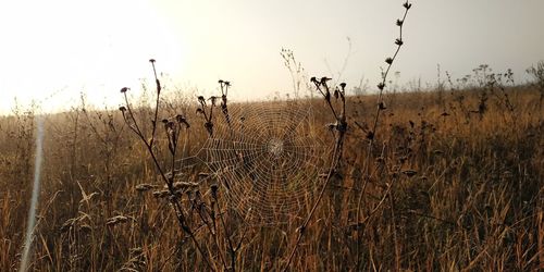 Plants growing on field against sky