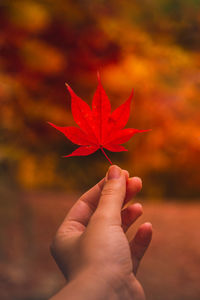 Midsection of person holding maple leaves during autumn