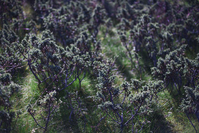 High angle view of flowering plants in forest