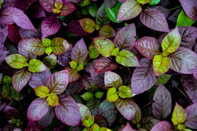 Full frame shot of plants