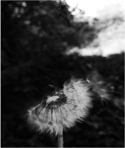 Close-up of plants against sky