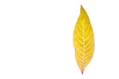 High angle view of leaves on white background