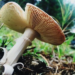 Close-up of mushroom