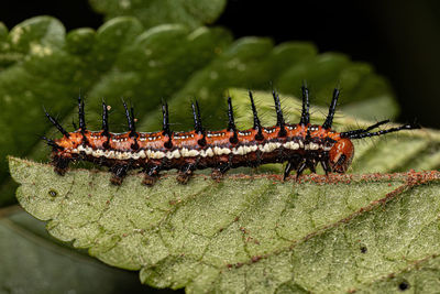 caterpillar