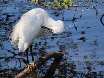 White egret perching by lake