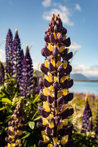 Close-up of flowering plant on field against sky