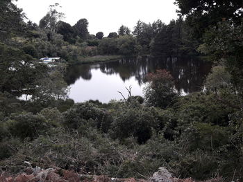 Scenic view of lake in forest against sky