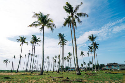 Palm trees against cloudy sky