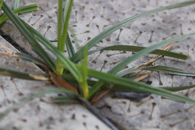 High angle view of grass on field