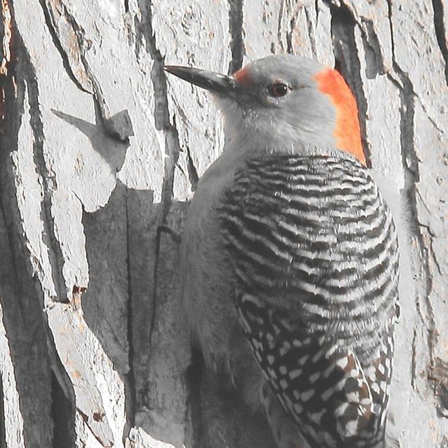 bird, animal themes, animals in the wild, wildlife, one animal, perching, tree trunk, nature, day, tree, outdoors, no people, bare tree, beak, two animals, full length, close-up, focus on foreground, zoo, zoology