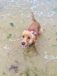 High angle view of dog in lake