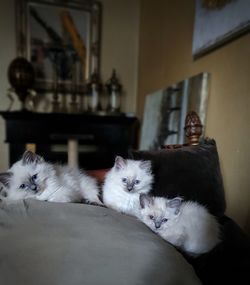 Portrait of cat relaxing at home