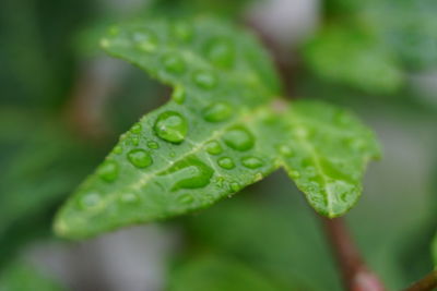 Close-up of wet leaves