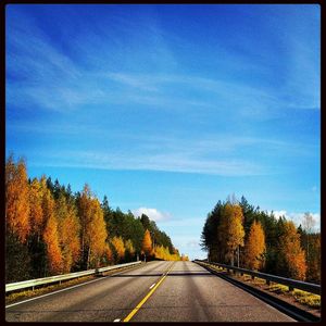 Road passing through trees