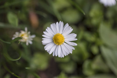 Close-up of white daisy flower