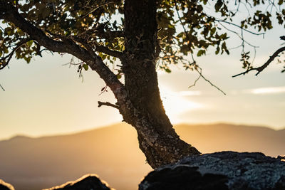 Tree on rock against sky during sunset