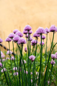 Close-up of purple flowering plant on field