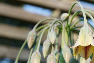 Close-up of white flowering plant