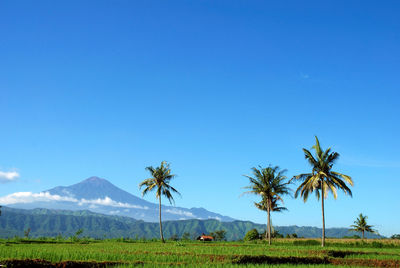 Scenic view of field against clear blue sky