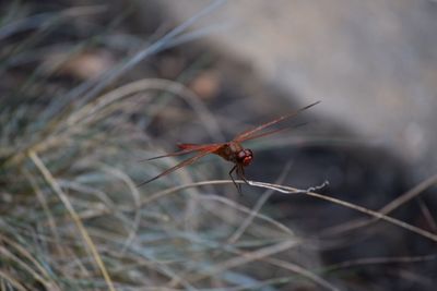 Close-up of insect on plant