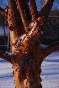 Close-up of tree trunk